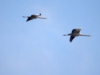 Kranich (Grus grus)  33
